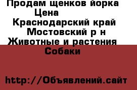 Продам щенков йорка › Цена ­ 10 000 - Краснодарский край, Мостовский р-н Животные и растения » Собаки   
